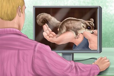How to Pick a Healthy Sugar Glider
