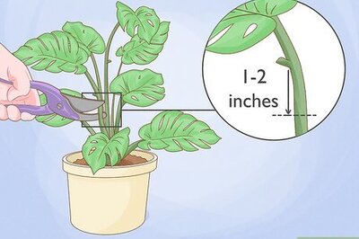 4 Proven and Effective Ways to Propagate a Monstera, or Swiss Cheese Plant