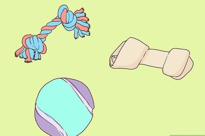 How to Have Fun with Your Dog Indoors