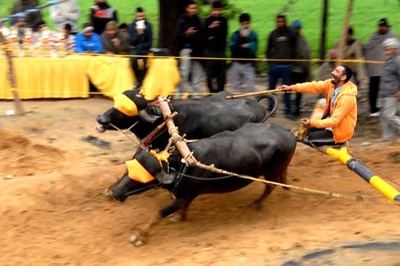 Kambala Live: Students Stage Protest, Demands Ban on PETA