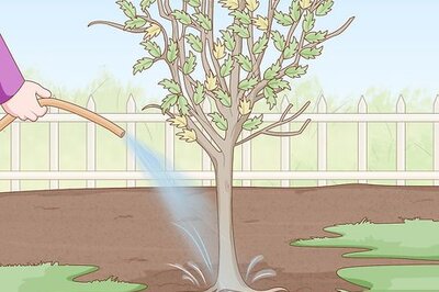 How to Replant a Tree