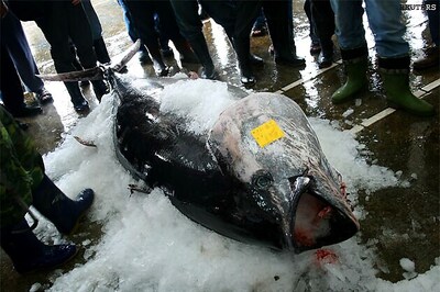 Bluefin tuna near extinction, says Greenpeace