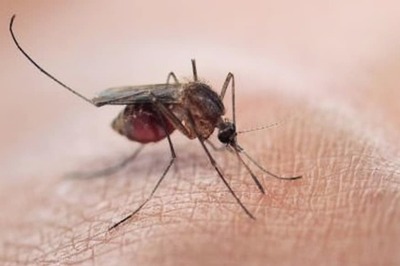 Understand Human Movement Pattern to Stop Mosquito-borne Illnesses, Says Study