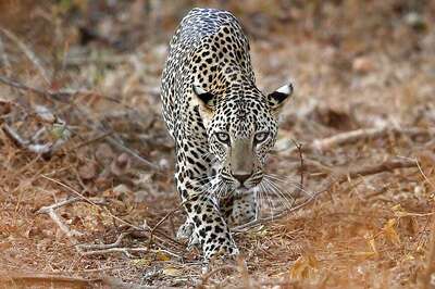 Leopard Strays into Residential Area in Maharashtra, Rescued after 8 Hours