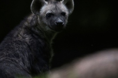 Rare Striped Hyena Caught on Camera at Delhi Sanctuary for First Time