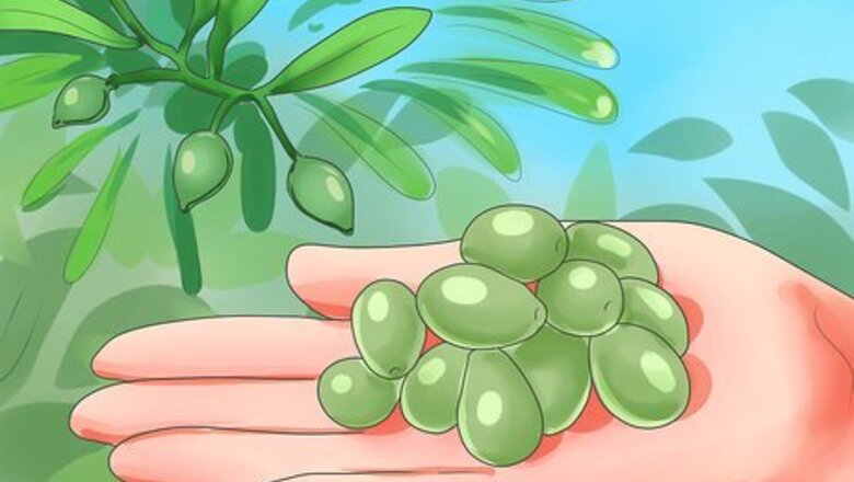 How to Cure Olives