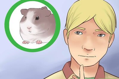 How to Introduce Your Guinea Pig to Floor Time