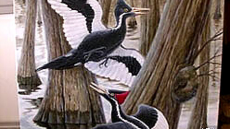 Florida researchers see rare woodpecker