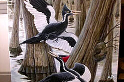 Florida researchers see rare woodpecker