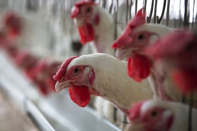 Bird Flu Scare: Sale and Storage of Poultry and Processed Chicken Banned in Parts of Delhi