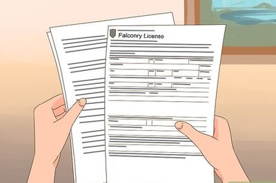 Falconry Training 101: Everything You Need to Know