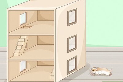 How to Carry a Hamster