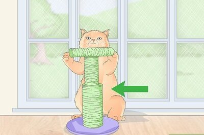 How to Protect Screens from Cats