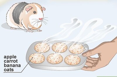 How to Give Your Guinea Pig Treats