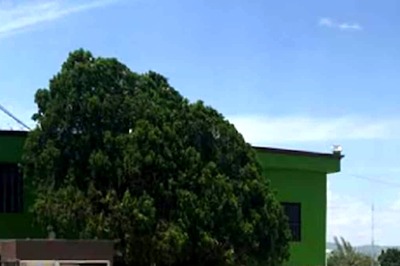 Mexican Cartels Levy 'Shadow Tax' On People For Having Trees In Garden