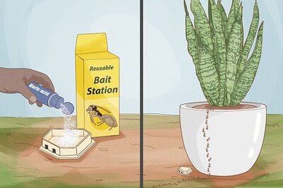 How to Get Rid of Ant Nests in Potted Plants