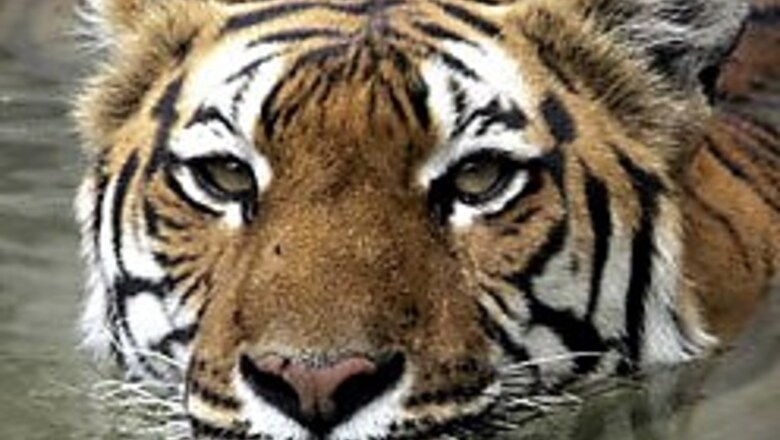 Male tiger killed at Corbett park