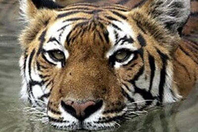 Male tiger killed at Corbett park