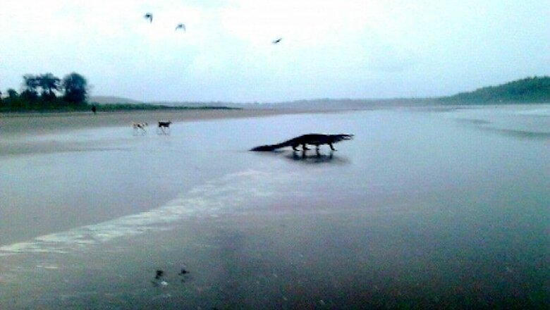 In pics: Crocodile spotted on the popular Morjim beach in Goa