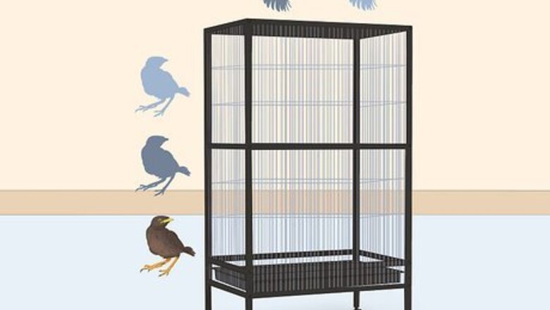 How to Make a Safe Environment for Your Pet Bird