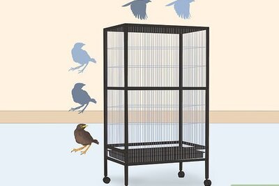 How to Make a Safe Environment for Your Pet Bird