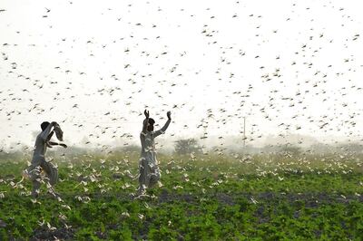 Locust Control Operations Carried out in 2.76 lakh Hectares across 10 States Since April: Govt