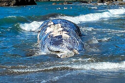 4 Gray Whales Found Dead In San Francisco Bay Area In 9 Days