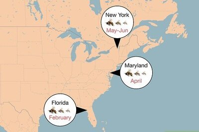 How to Attract Bees to a Bee Box