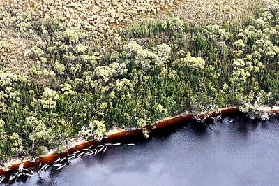 70 Whales Rescued From Australia's Worst Mass Beaching