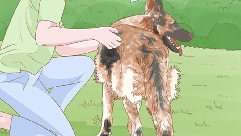 How to Detect Skin Cancer in Dogs