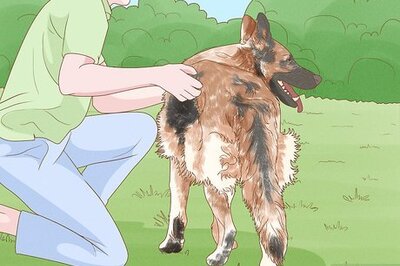 How to Detect Skin Cancer in Dogs