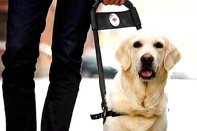 Train Your Dog with These Useful Tips for Happy Co-Existence