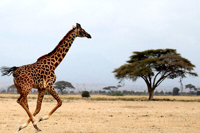 Giraffes Getting Rarer, Put on Extinction Watch List