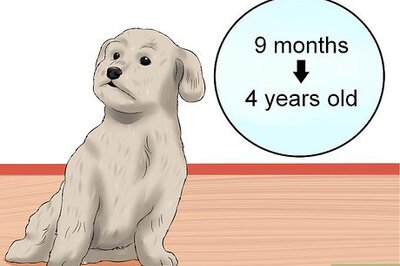 How to Diagnose Little White Shaker Syndrome in Maltese