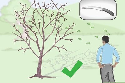 How to Root Trees
