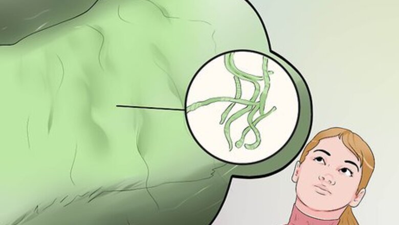 How to Avoid Algae Bloom Toxin