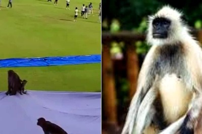 UPCA Hires Langurs to Fight Monkey Threat at Green Park During India vs Bangladesh 2nd Test: Report