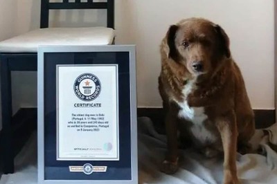 Guinness World Records Has A Doubt About World's ‘Oldest’ Dog’s Age