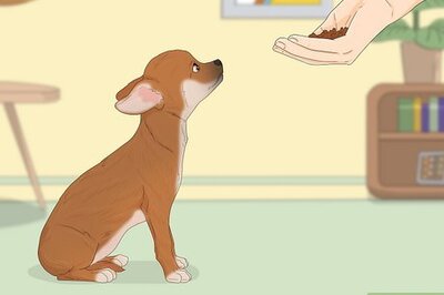 How to Potty Train a Chihuahua