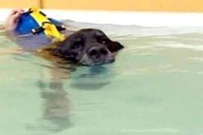 Half of pet dogs overfed, spoilt: Study