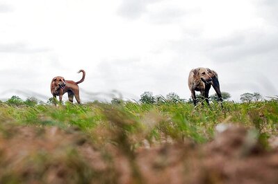 Stray Dogs Kill 9-year-old in UP's Sitapur, Authorities Blame Slaughterhouse Shutdown