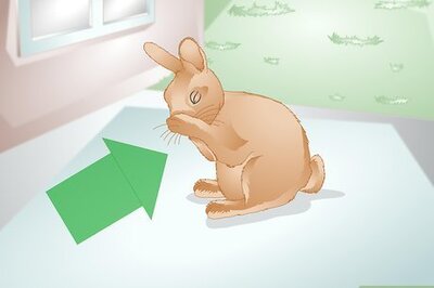 How to Tell if Your Rabbit Is Lonely
