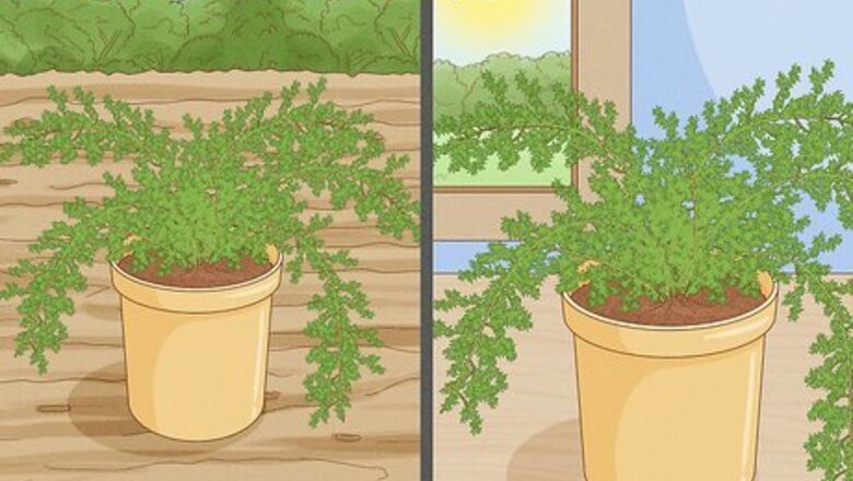 How to Care for an Asparagus Fern