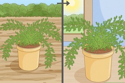 How to Care for an Asparagus Fern