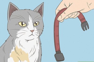 How to Remove Paint from a Cat's Fur