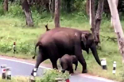 Karnataka: 7 Arrested for Assaulting Forest Officers After Elephant's Capture