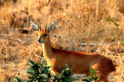 IIT Madras and Harvard University Researchers Develop Algorithm to Combat Poaching