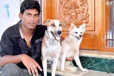 Mongrel Jack that may be the cutest Indian dog