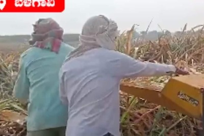 In Karnataka's Belagavi, Farmers Embrace Silage To Tackle Fodder Shortage Amid Drought
