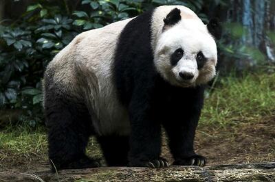 China Plans Giant Panda Park That Will Dwarf US's Yellowstone